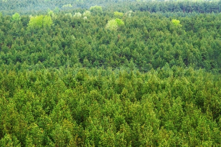 Forestry Surveys